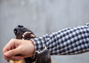 How Mayfield Law, LLC Can Help You After a Dog Bite in Brunswick, GA